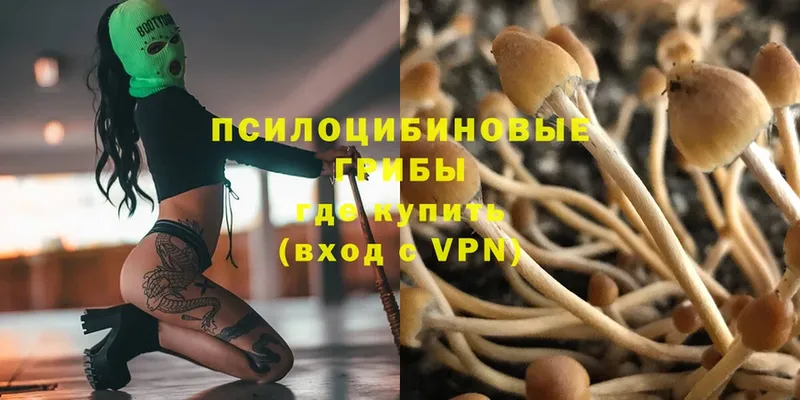 Псилоцибиновые грибы Magic Shrooms  купить наркоту  Новозыбков 